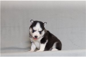 Yeats - Pomsky for sale