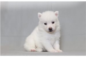 Radar - Pomsky for sale