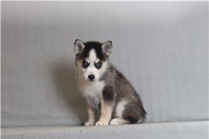 Omega - Pomsky for sale