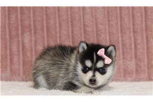 Sandy - Pomsky for sale