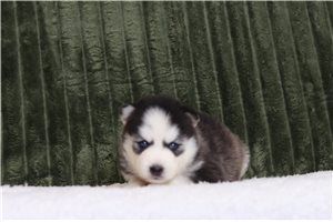 Fargo - Pomsky for sale