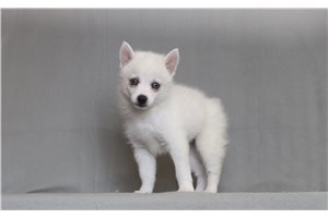 Rachel - Pomsky for sale