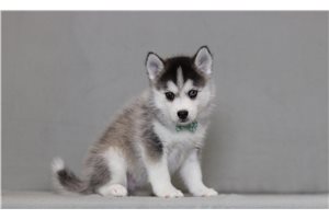 Zavier - Pomsky for sale