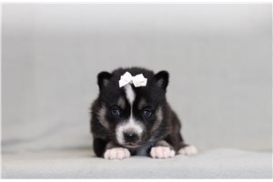 Blip - Pomsky for sale
