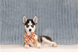 Benson - Pomsky for sale