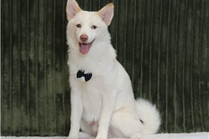 Ezekiel - Pomsky for sale
