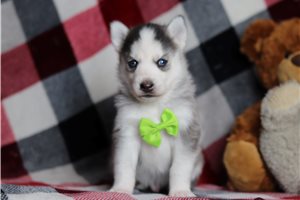 Bennett - Pomsky for sale