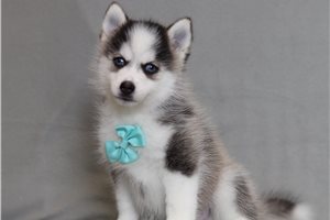 Walter - Pomsky for sale