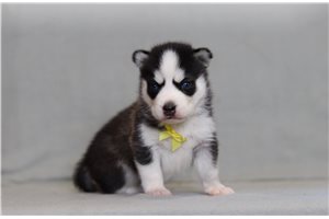 Benson - Pomsky for sale