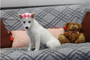 Raelyn - Pomsky for sale