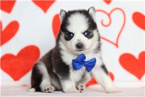 Kaelyn - Pomsky for sale