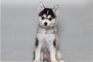 Olivia - Pomsky for sale