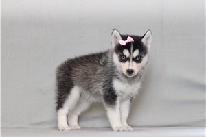 Adriana - Pomsky for sale