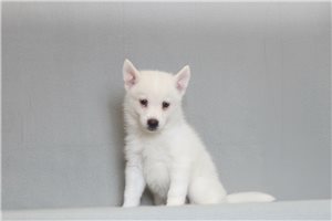 Raddix - Pomsky for sale