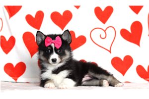 Camden - Pomsky for sale