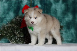 Vermont - Pomsky for sale