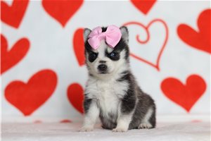Kaia - Pomsky for sale