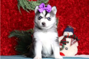 Izzy - Pomsky for sale