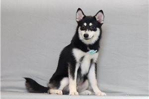 Petunia - Pomsky for sale