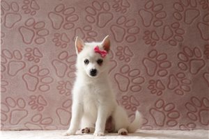 Rachel - Pomsky for sale