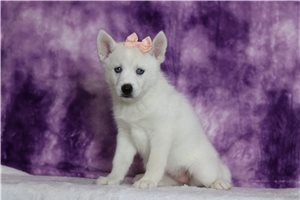 Bella - Pomsky for sale