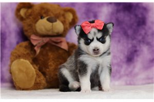 Ophelia - Pomsky for sale