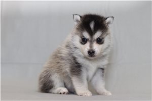 Racer - Pomsky for sale
