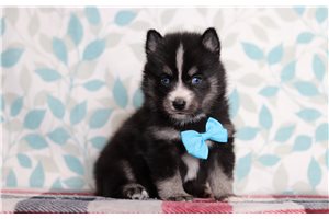 Huckleberry - Pomsky for sale