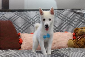 Raddix - Pomsky for sale