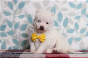 Georgie - Pomsky for sale