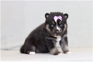 Blanche - Pomsky for sale