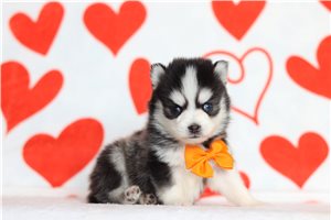 Kanaan - Pomsky for sale