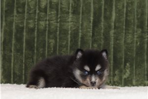 Fabian - Pomsky for sale