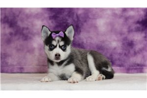 Ophelia - Pomsky for sale