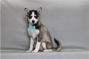 Otto - Pomsky for sale
