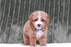 Luke - Miniature Poodle for sale