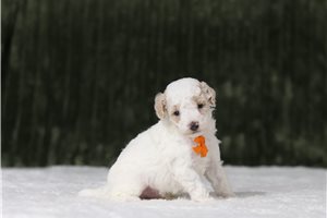 Donnie - Poodle, Miniature, placed in Zanesville / Cambridge