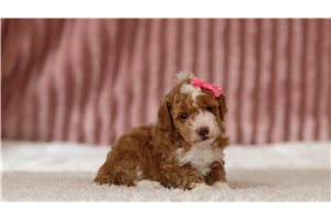 Gothel - Miniature Poodle for sale
