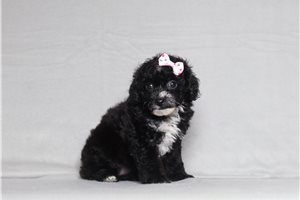 Nirvana - Poodle, Miniature for sale