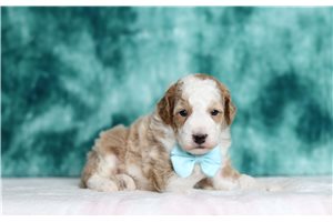 Kristoff - Miniature Poodle for sale