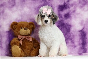 Paige - Poodle, Miniature for sale