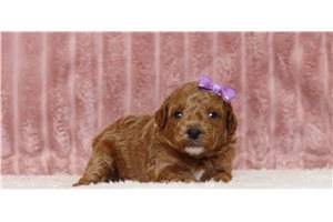 Camden - Poodle, Miniature for sale