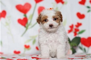 Dido - Poodle, Miniature for sale