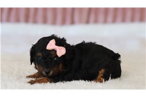 Prim - Miniature Poodle for sale