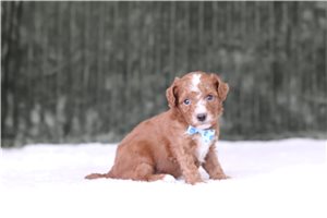 Draco - Miniature Poodle for sale