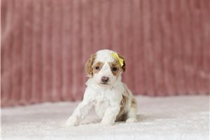 Donatella - Miniature Poodle for sale