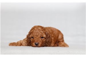 Olivia - Poodle, Miniature for sale