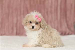 Calista - Miniature Poodle for sale