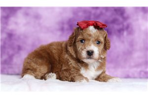 Kennedy - Poodle, Miniature for sale
