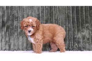 Arch - Miniature Poodle for sale